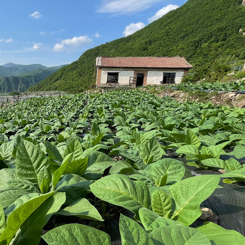 夹皮沟黄烟豆饼烟图片